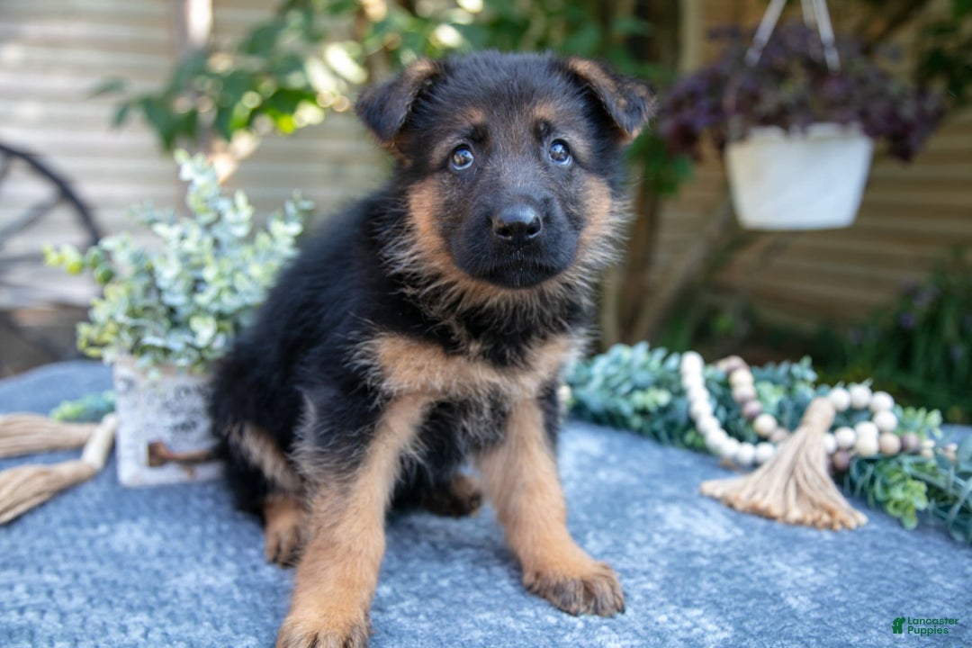 German Shepherd dogs for sale: Gwen - Image 1