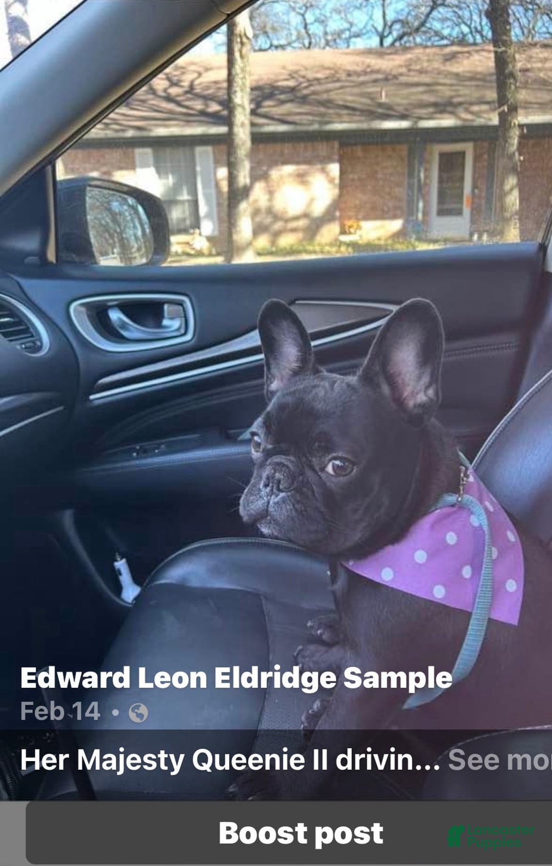 French Bulldog dogs for sale: Female 2 - Image 9