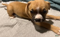 Mountain Cur dogs for sale: Daisy - Image 1