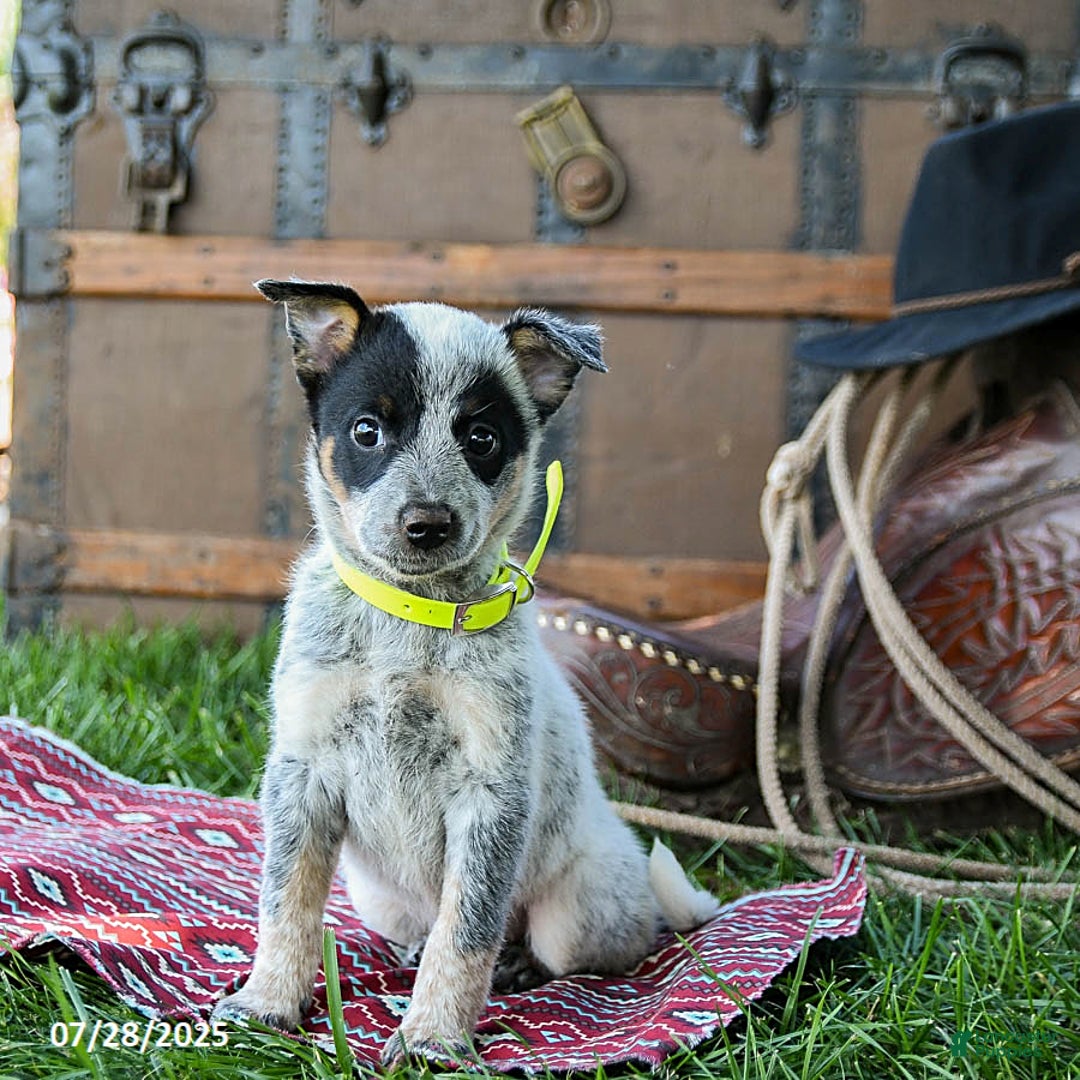 Australian Cattle Dog dogs for sale: Candy - Image 5