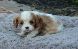 Cavalier King Charles Spaniel dogs for sale: Mya - Image 2