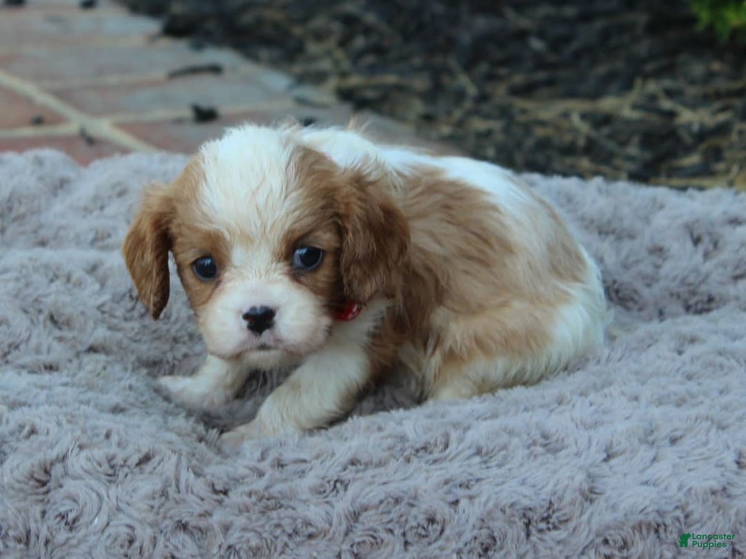 Cavalier King Charles Spaniel dogs for sale: Mya - Image 2