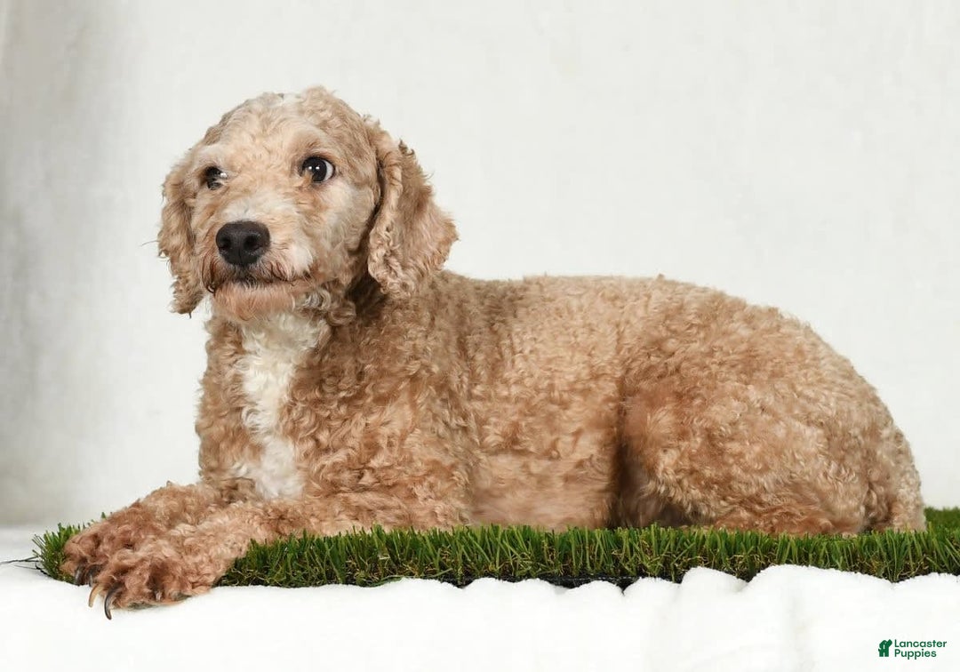 Mini Goldendoodle dogs for sale: Dallas - Image 11
