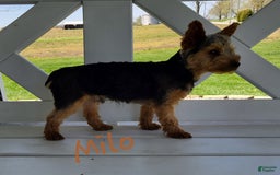 Morkie dogs for sale: Princess - Image 7