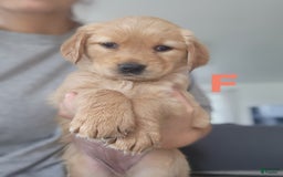 Golden Retriever dogs for sale: Miss Pink - Image 3