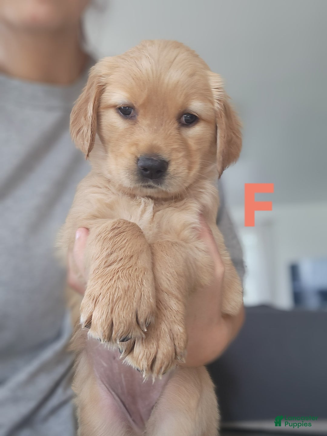 Golden Retriever dogs for sale: Miss Pink - Image 3