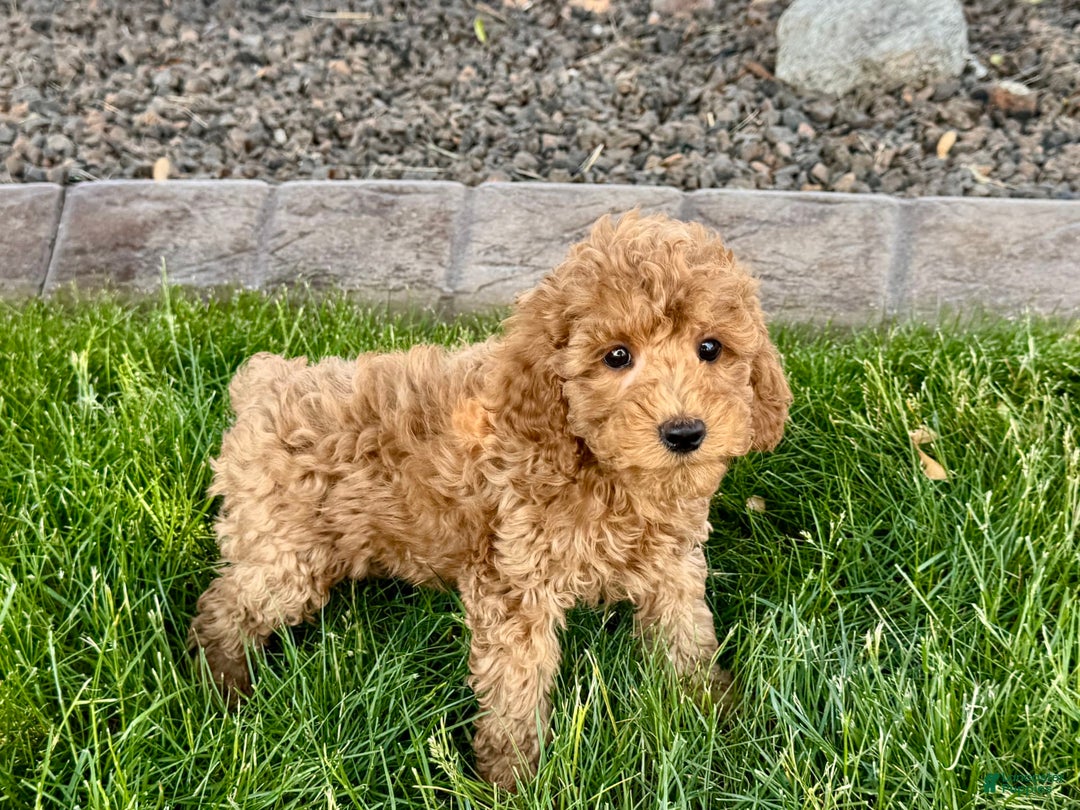 Cockapoo dogs for sale: Howie - Image 2