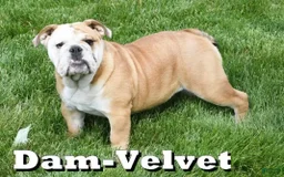 English Bulldog dogs for sale: Olive - Image 16