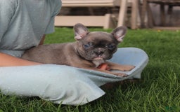 French Bulldog dogs for sale: French Bulldog 3 puppies - Image 24