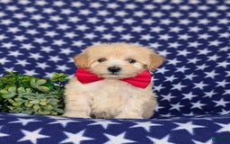 Maltipoo dogs for sale: Justyn 7 Lbs Full Grown - Image 5