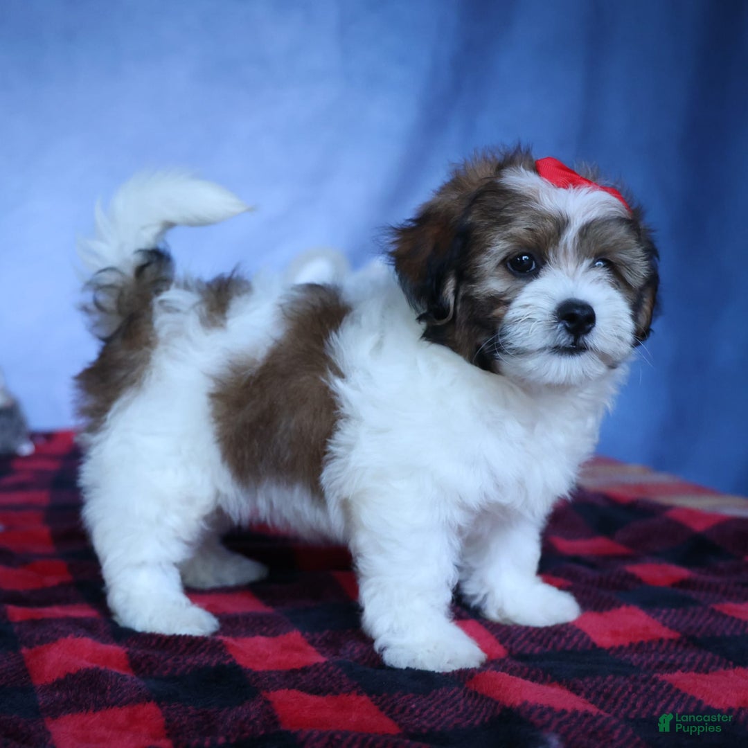 Shihpoo dogs for sale: Hugo - Image 10
