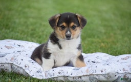 Welsh Corgi Pembroke dogs for sale: Roman - Image 4