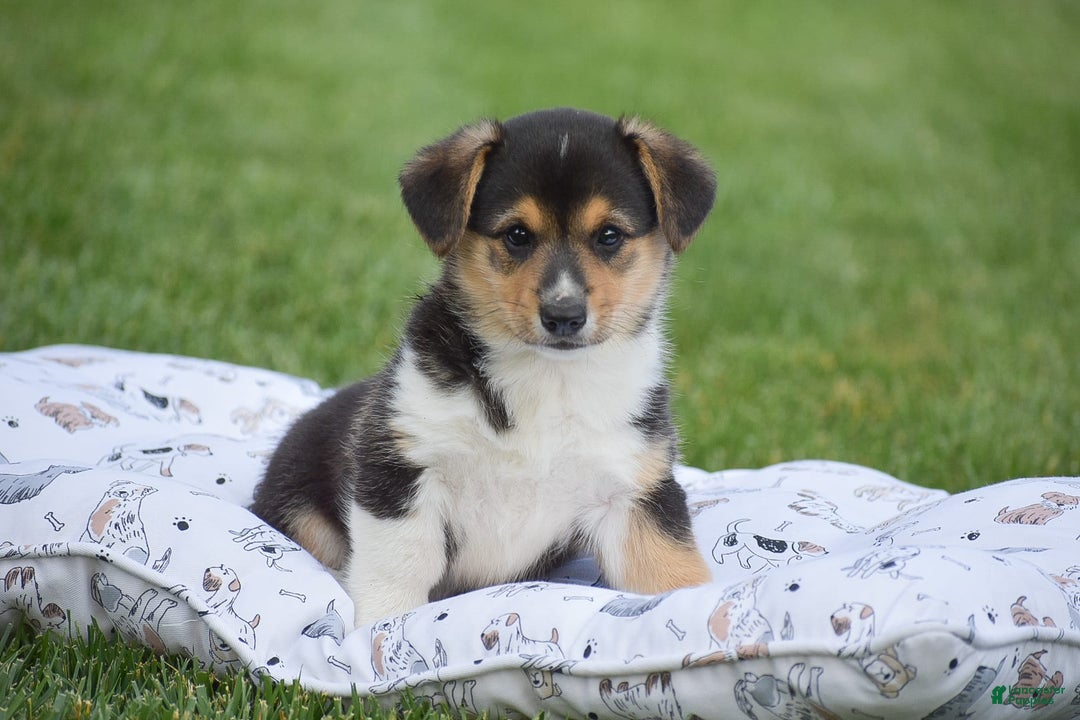 Welsh Corgi Pembroke dogs for sale: Roman - Image 4