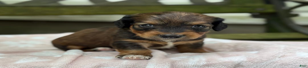 Dottie