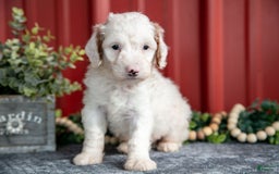 Mini Goldendoodle dogs for sale: Walter - Image 1