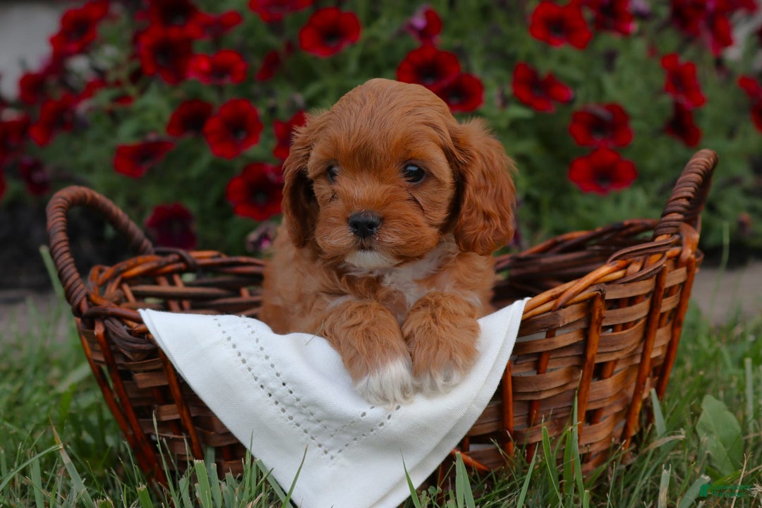 Cavapoo dogs for sale: Kallie - Image 1