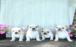 French Bulldog dogs for sale: Lavendar - Image 15