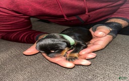 Doberman Pinscher dogs for sale: Green Collar - Image 1