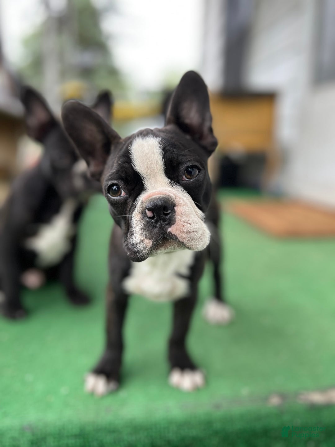 Frenchton dogs for sale: Sebastian - Image 2