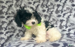 Cavapoo dogs for sale: Luke - Image 2