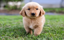 Golden Retriever dogs for sale: Dash - Image 3