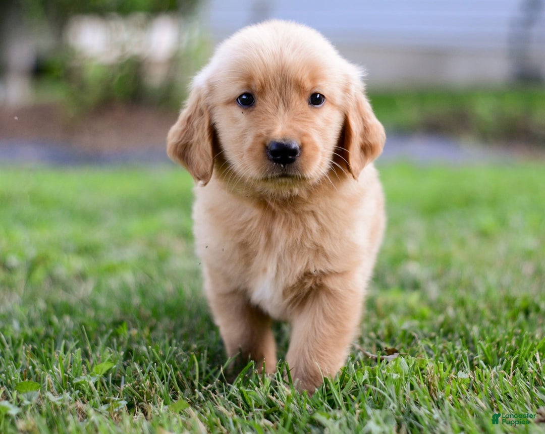 Golden Retriever dogs for sale: Dash - Image 3