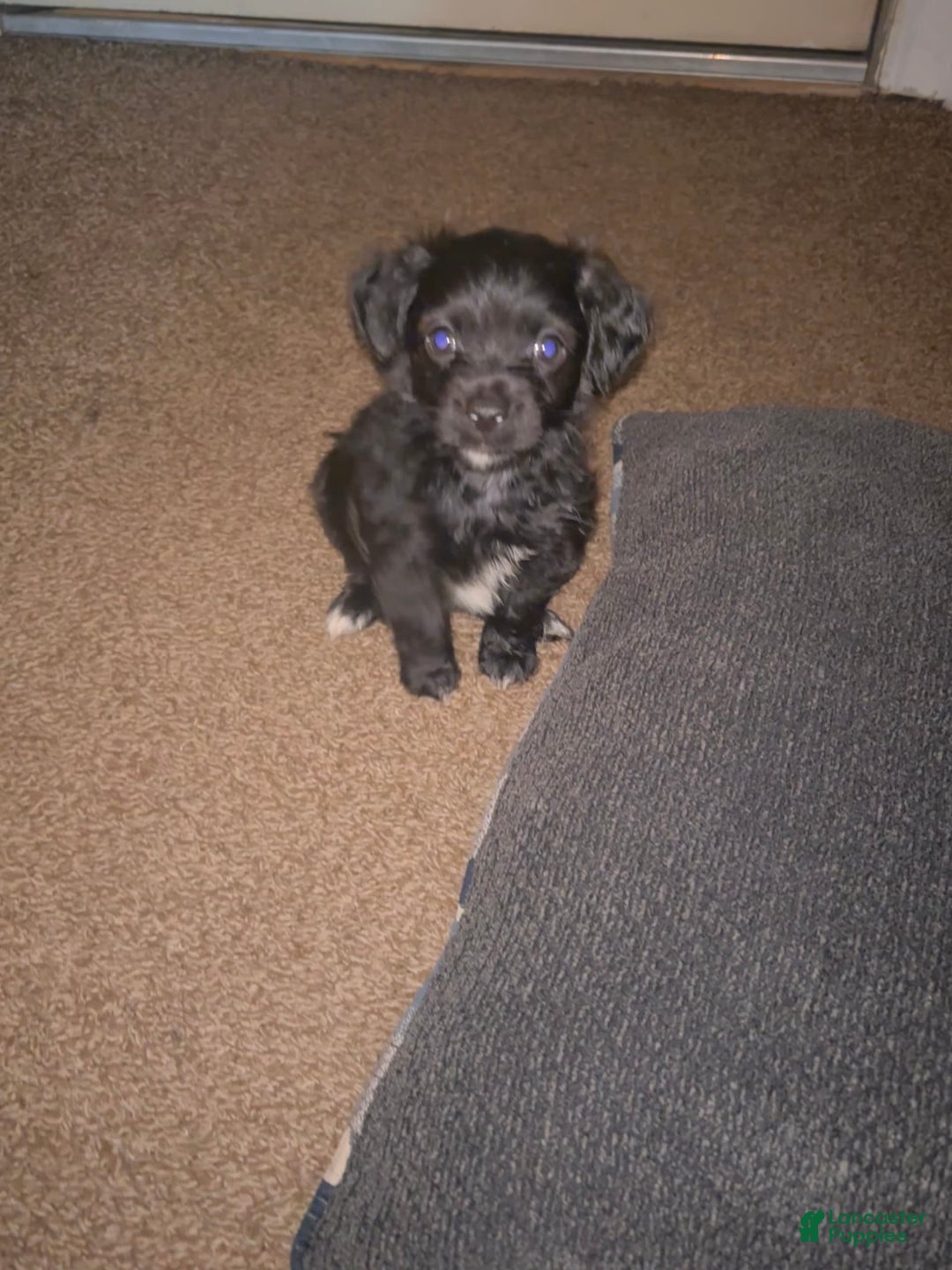 Miniature Schnauzer dogs for sale: Miniature Schnauzer 3 puppies - Image 4