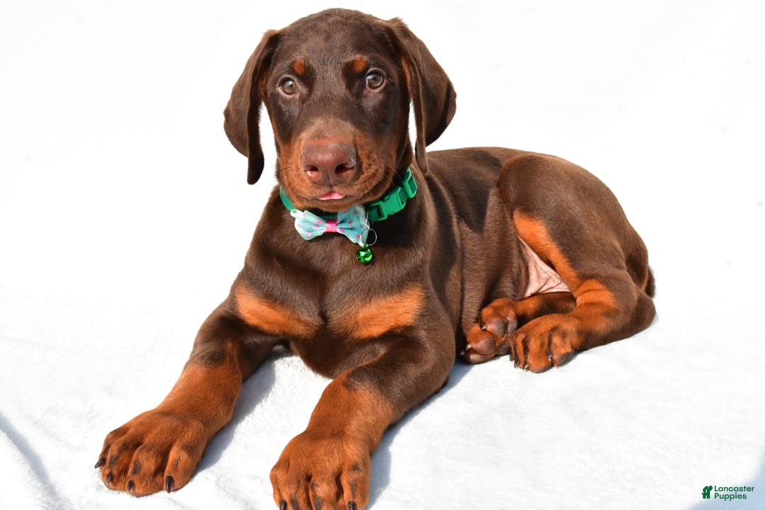 Doberman Pinscher dogs for sale: Toby - Image 6
