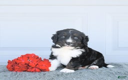 Miniature Bernese Mountain Dog dogs for sale: Mason - Image 9