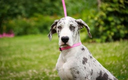 Great Dane dogs for sale: Joujou - Image 11