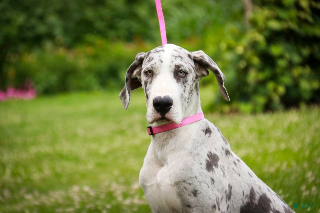 Great Dane dogs for sale: Joujou - Image 11