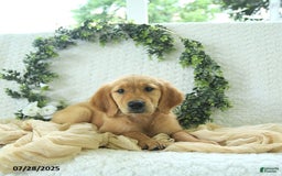 Golden Retriever dogs for sale: Addelyn - Image 9