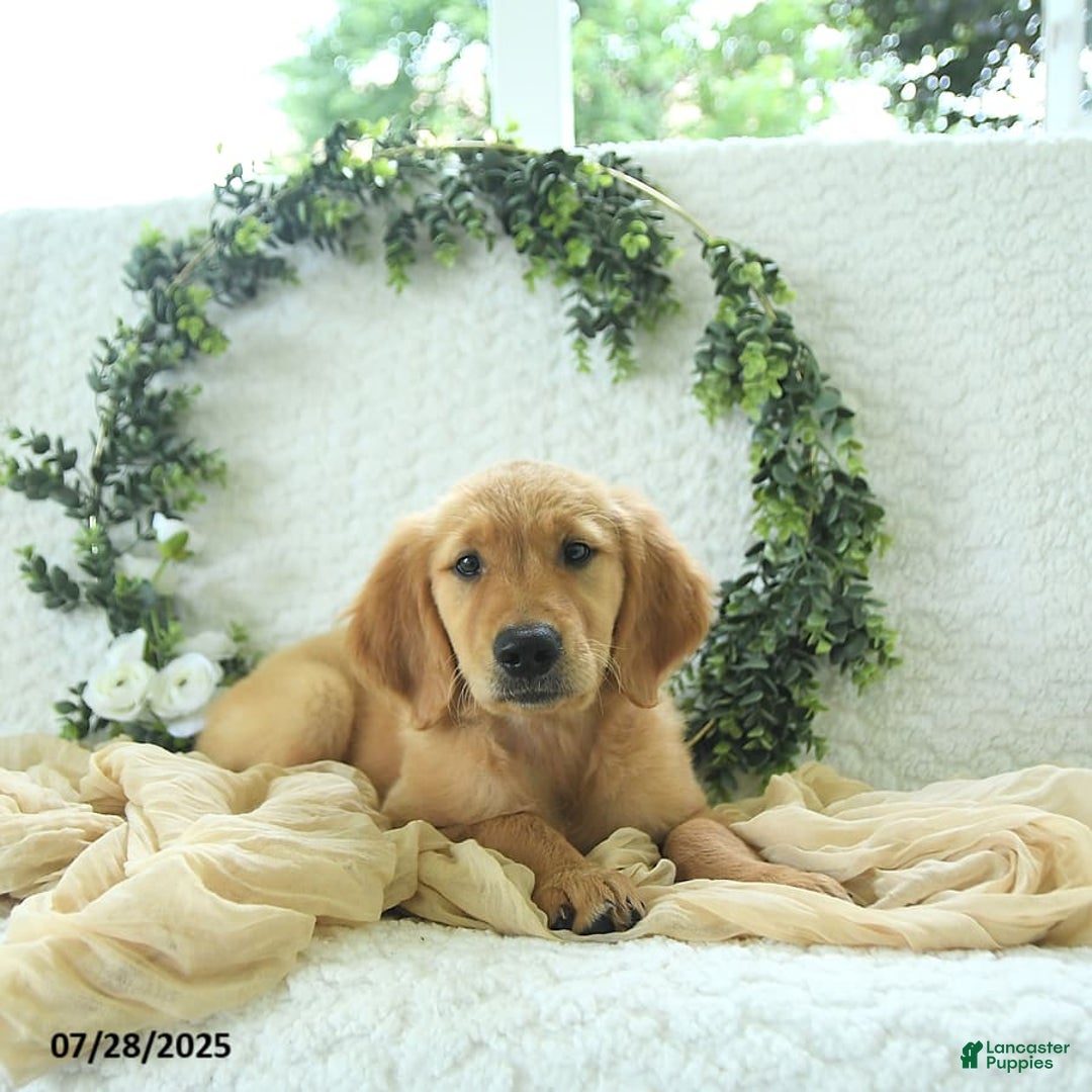 Golden Retriever dogs for sale: Addelyn - Image 9