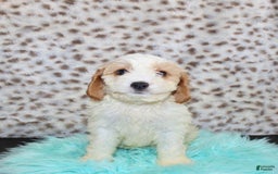 Cavapoo dogs for sale: Cavapoo 7 puppies - Image 41