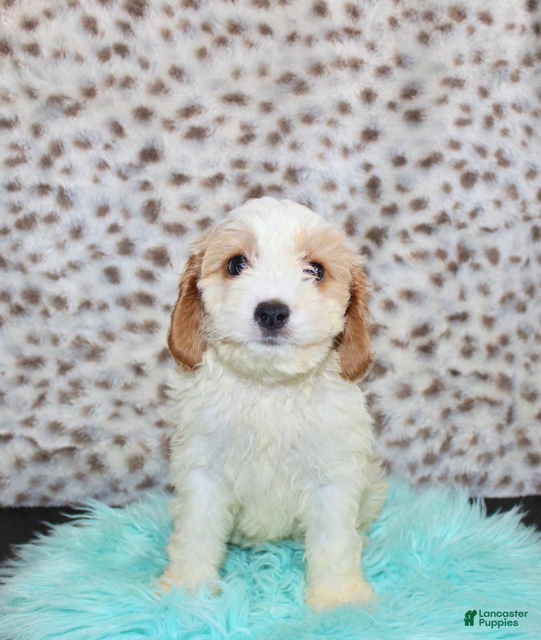 Cavapoo dogs for sale: Cavapoo 7 puppies - Image 41