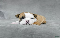 English Bulldog dogs for sale: Mary - Image 7