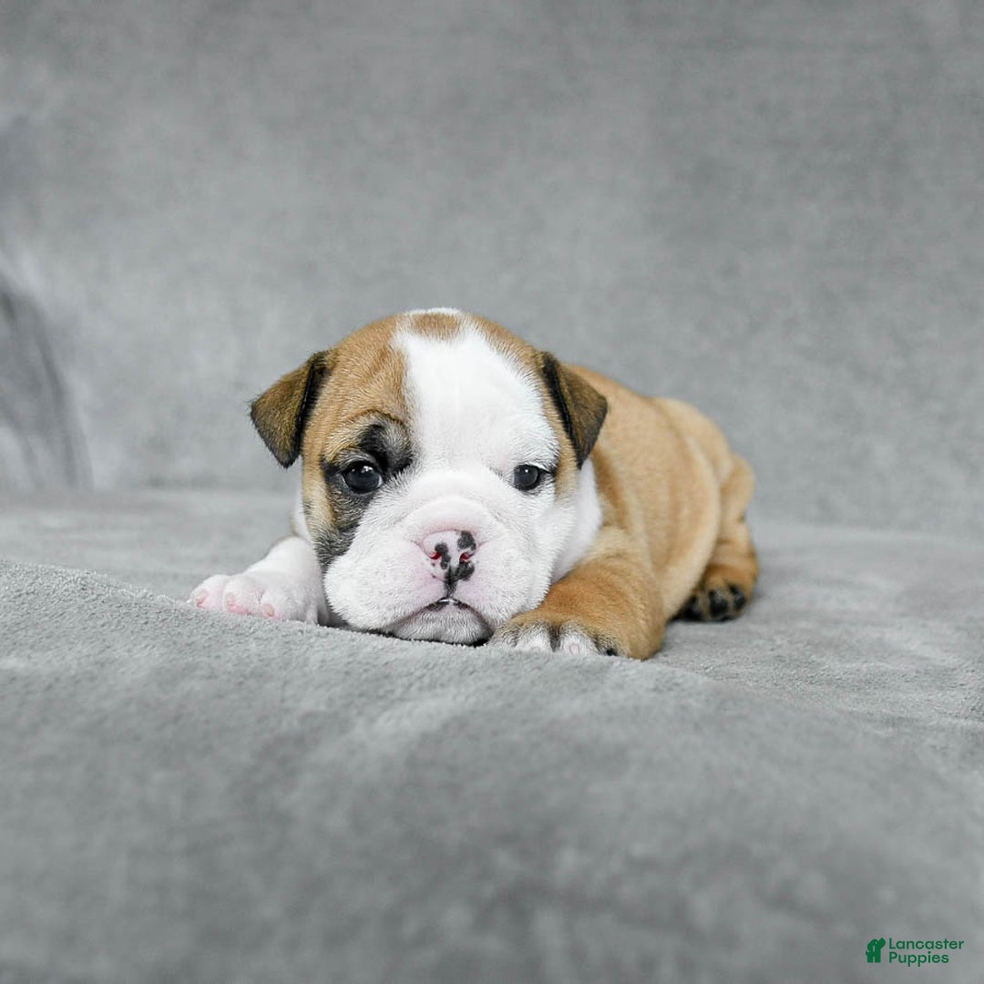 English Bulldog dogs for sale: Mary - Image 7