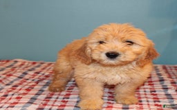 Mini Goldendoodle dogs for sale: May Mini - Image 7