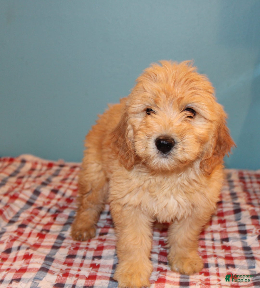 Mini Goldendoodle dogs for sale: May Mini - Image 7