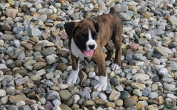 Boxer dogs for sale: Taylor - Image 5