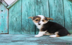 Welsh Corgi Pembroke dogs for sale: Leo - Image 8