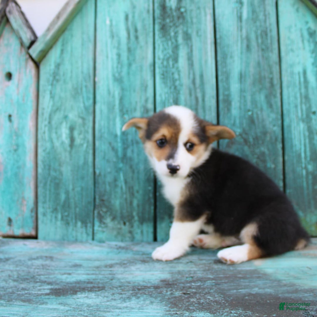 Welsh Corgi Pembroke dogs for sale: Leo - Image 8