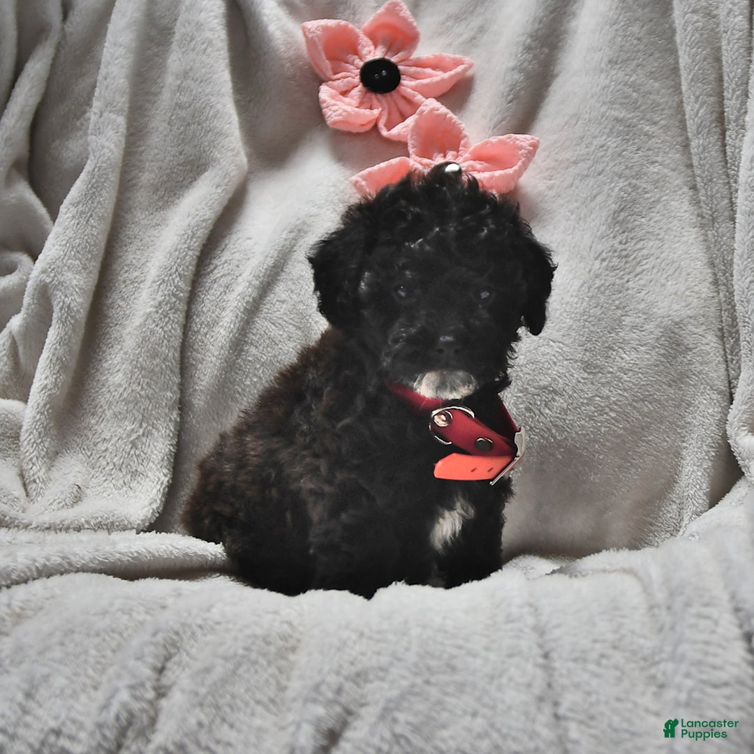 Toy Poodle dogs for sale: Thelma Ruth - Image 1