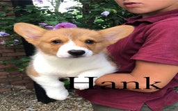 Welsh Corgi Pembroke dogs for sale: Hank - Image 2