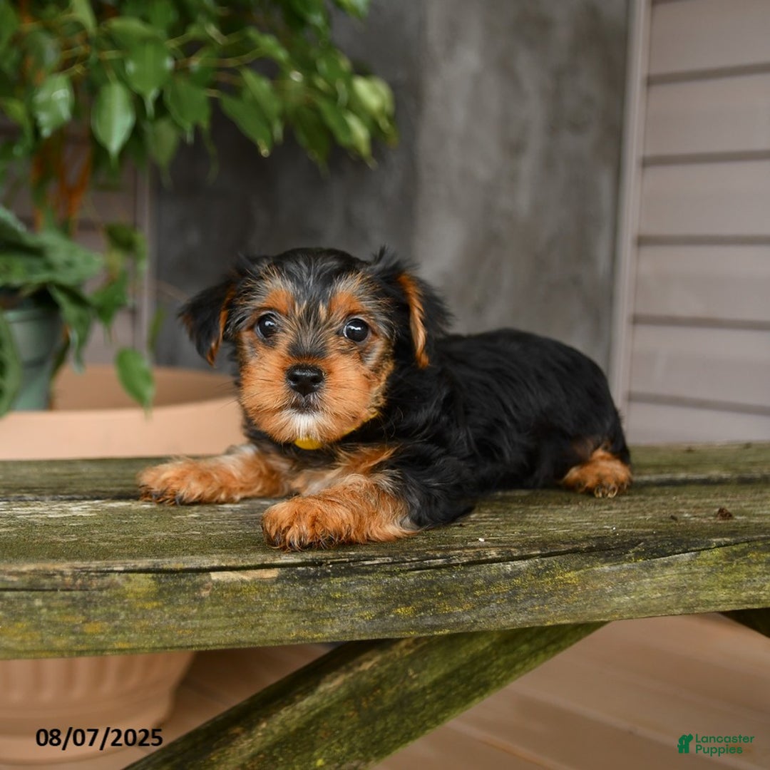 Yorkshire Terrier dogs for sale: Honey - Image 5