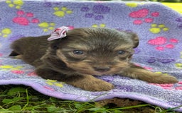 Yorkiepoo dogs for sale: Journey - Image 1