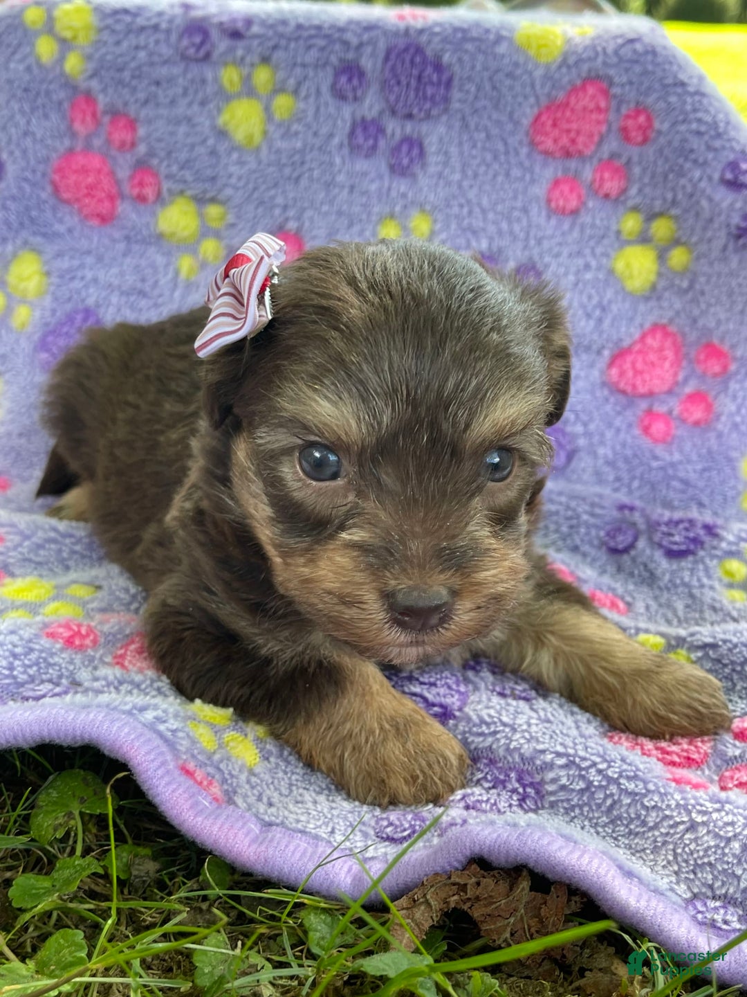 Yorkiepoo dogs for sale: Journey - Image 1