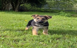 German Shepherd dogs for sale: Elliot - Image 1