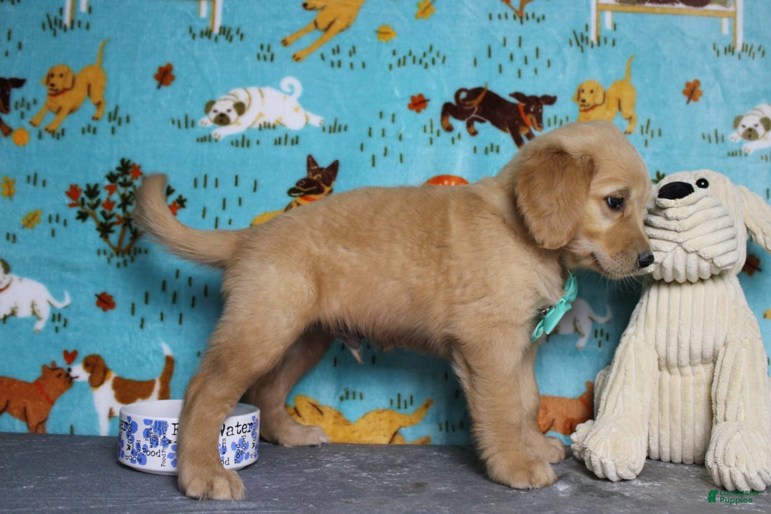 Golden Retriever dogs for sale: Sammy - Image 9
