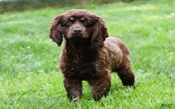 Cockapoo dogs for sale: Precious - Image 28